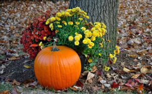 Gartenplanung Online